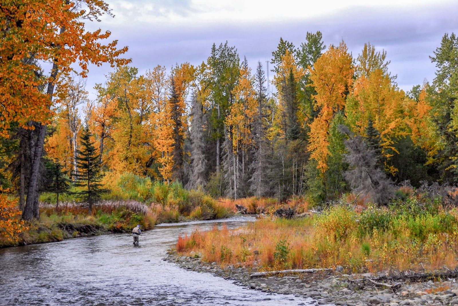 Fly fishing in river with yellow leaves of the fall near Chipeta Lodge Resort + Spa