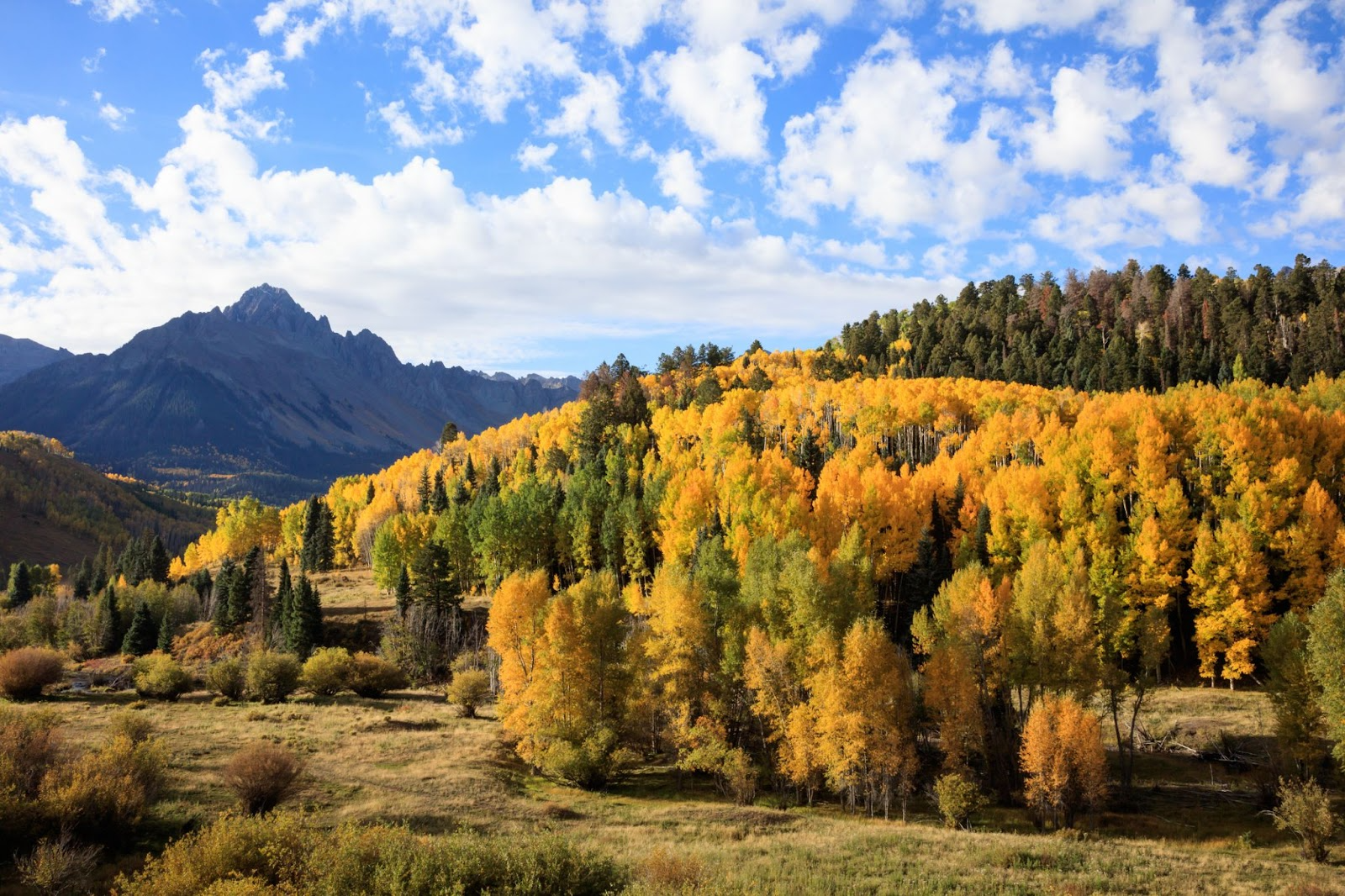 Fall leaves at Dallas Divide near Ridgway Colorado and Chipeta Lodge Resort + Spa