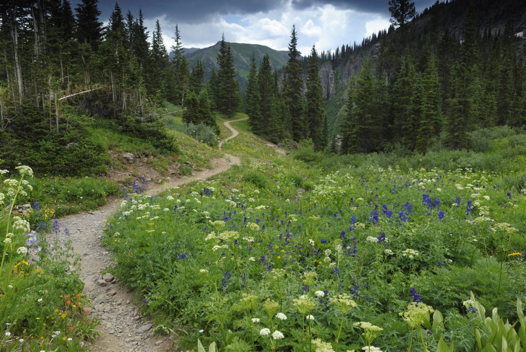 Trail in the Colorado Mountains with Wildflower near Chipeta Lodge Resort + Spa