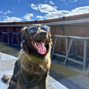 Pup celebrating Yappy Hour at White Buffalo Restaurant + Bar at Chipeta Lodge Resort + Spa
