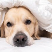 Golden retriever snoozing under a comforter at Chipeta Lodge Resort + Spa