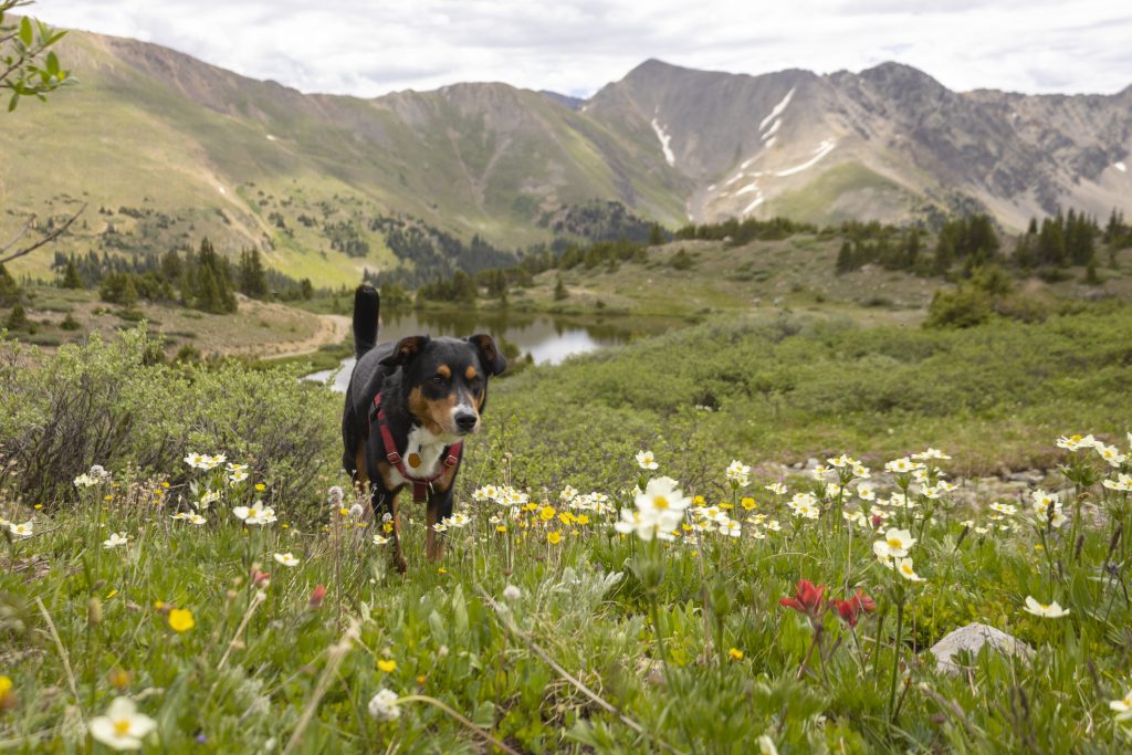 Hiking with Dog in Alpine Meadow near Chipeta Lodge Resort + Spa