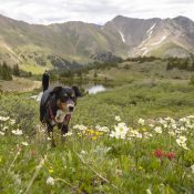 Hiking with Dog in Alpine Meadow near Chipeta Lodge Resort + Spa
