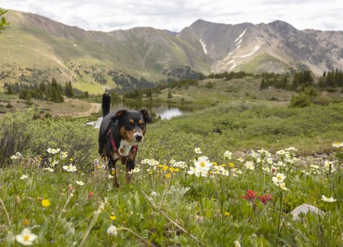 Hiking with Dog in Alpine Meadow near Chipeta Lodge Resort + Spa