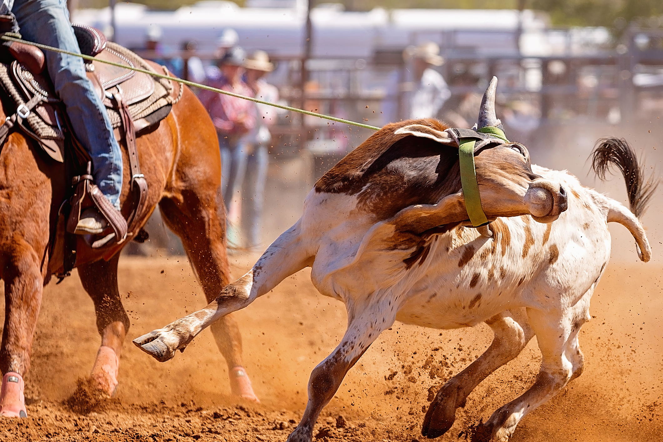 Rodeo roping event at Ouray County Fair near Chipeta Lodge Resort + Spa