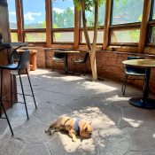 ash Pup Taking A Sun Snooze in the Sun Lounge at Chipeta Lodge Resort + Spa