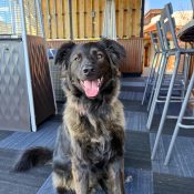 Echo on White Buffalo Rooftop at Chipeta Lodge Resort + Spa