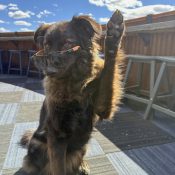 Echo on White Buffalo Rooftop at Chipeta Lodge Resort + Spa