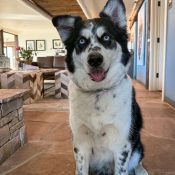 Happy Zion in Great Room at Chipeta Lodge Resort + Spa