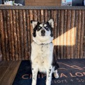 Zion as our Front Desk Greeter at Chipeta Lodge Resort + Spa