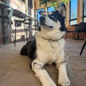 Zion resting in Sun Lounge at Chipeta Lodge Resort + Spa