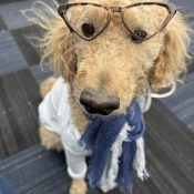 Happy Dog at Yappy Hour on the Chipeta Lodge Resort + Spa rooftop
