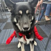 Happy Yappy Hour Pup at Chipeta Lodge Resort + Spa