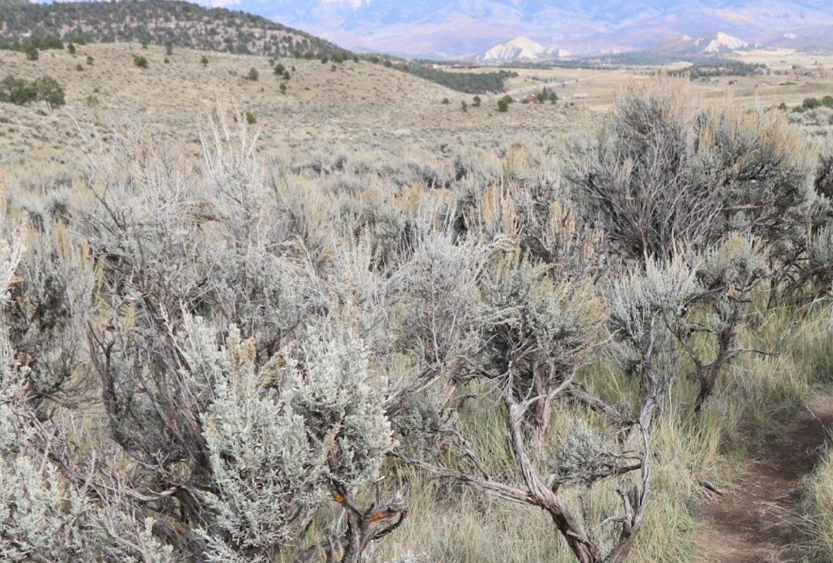 Arid shrubland with gray-green bushes in foreground and rolling dry hills leading to distant mountains under a blue sky