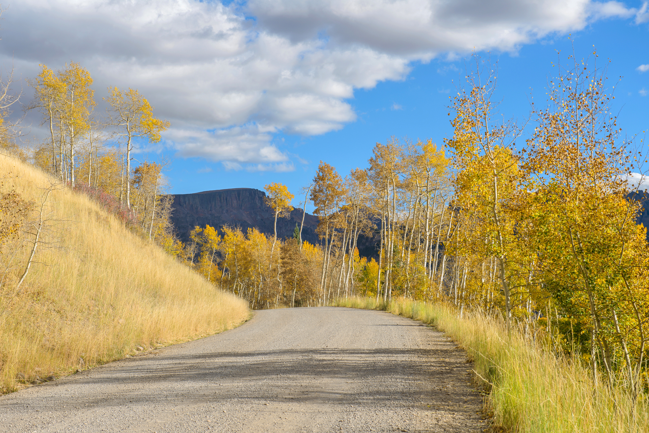 Fall colors of the Aspens on Owl Creek Pass Road near Chipeta Lodge Resort + Spa