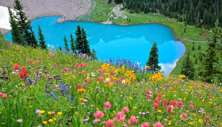 Summer wildflower meadow with blue lake near Ridgway Colorado and Chipeta Lodge Resort + Spa